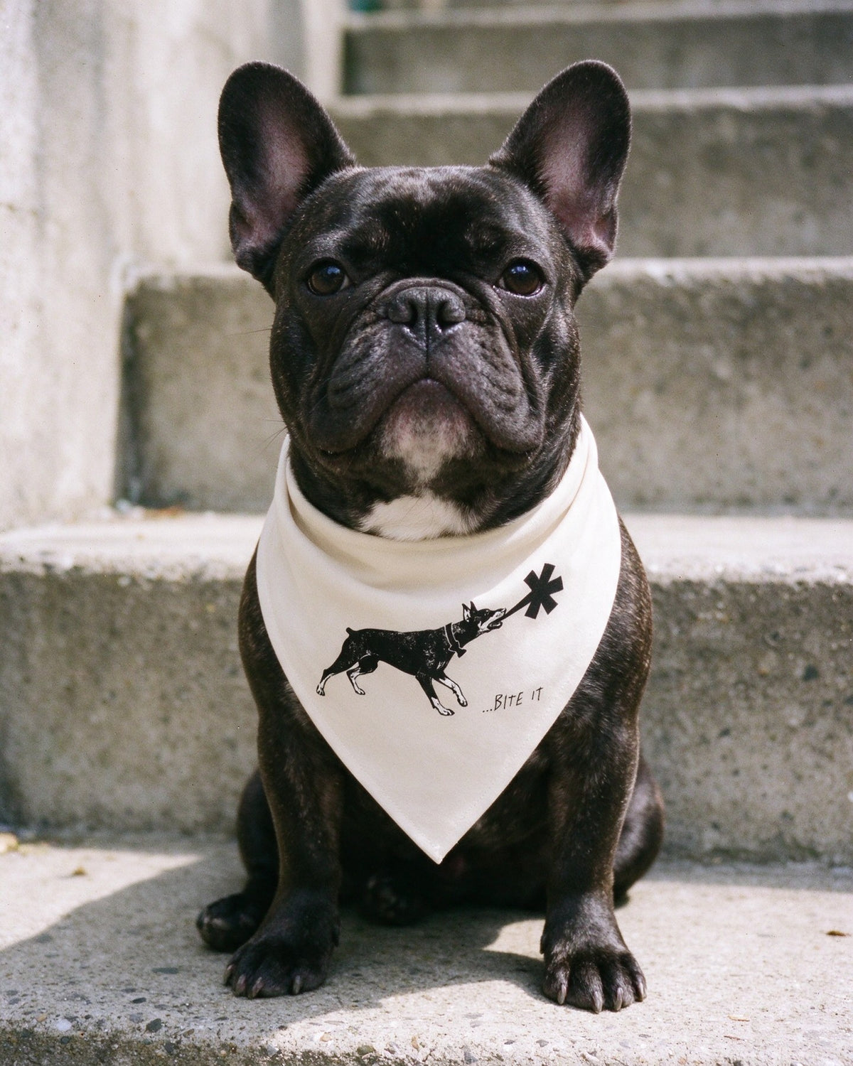 Dober Bite Pet Bandana in use — Urban Kong