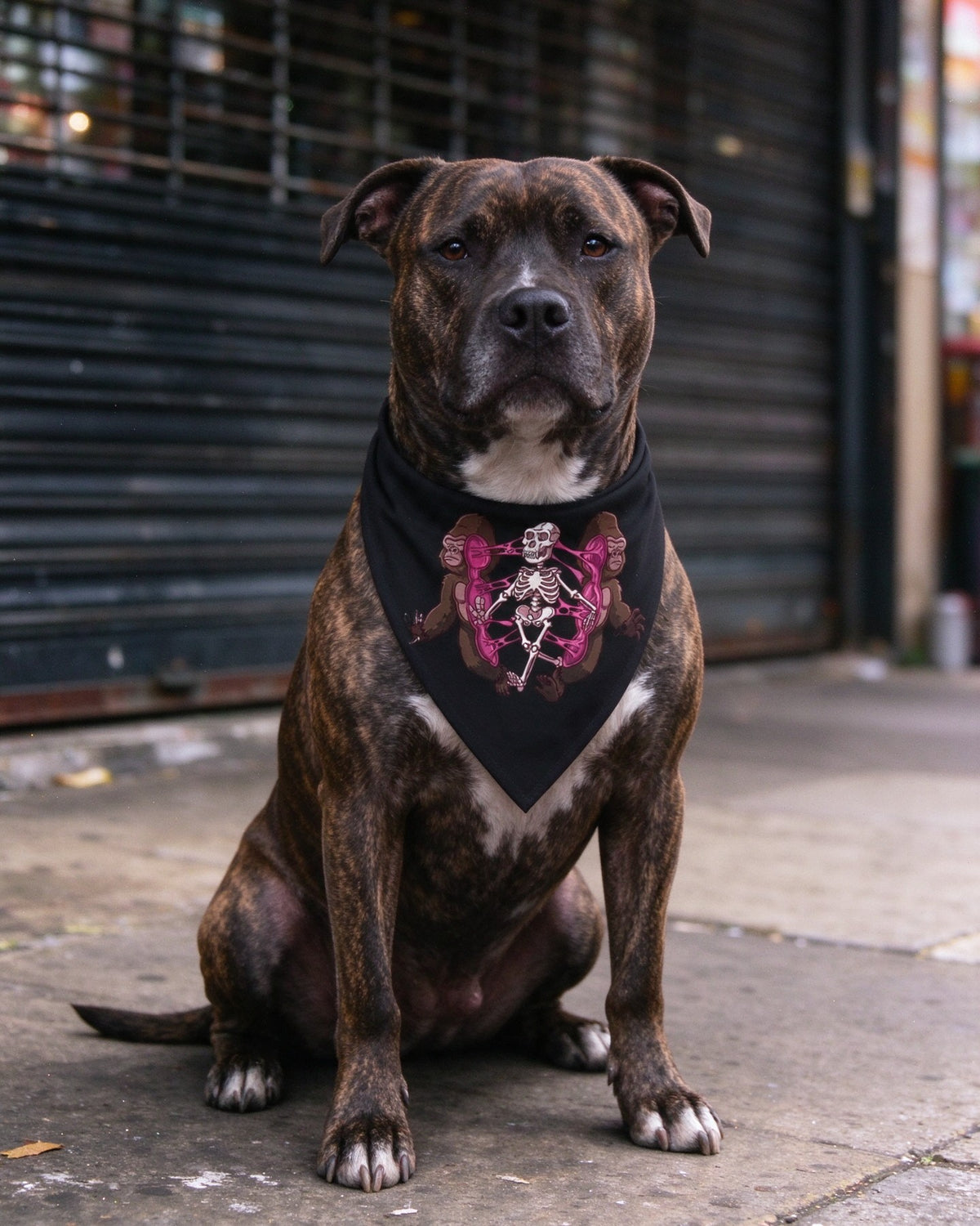 Kong Anatomy Pet Bandana in use — Urban Kong
